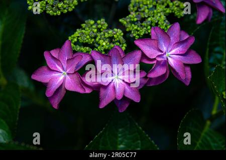 Beautiful purple flower Hydrangea macrophylla species known in Japan as Gaku-ajisai. Stock Photo