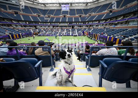 Westminster Dog Show arena in the year where the competition takes place