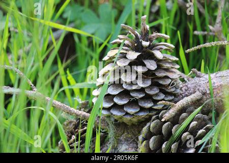 Pine cone on the forest floor, framed by tall green grass. Stock Photo