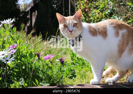A curious orange and white cat on a wall looks at the photographer with a fixed stare. Stock Photo