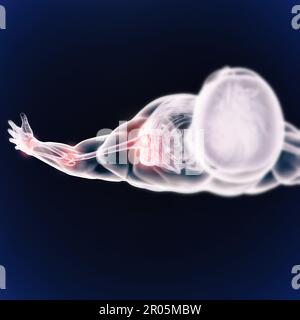Illustration of a human skull showing the outline of the head in blue ...