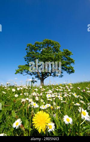 Dandelion and daisy flowers with a tree in the background. Stock Photo