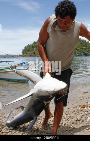 Fishermen on Batuwingkung Island, North Sulawesi, Indonesia are slicing shark fins and shark meat that they have just caught. Stock Photo