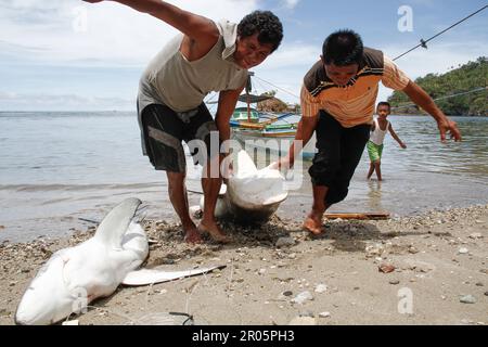 Fishermen on Batuwingkung Island, North Sulawesi, Indonesia are slicing shark fins and shark meat that they have just caught. Stock Photo