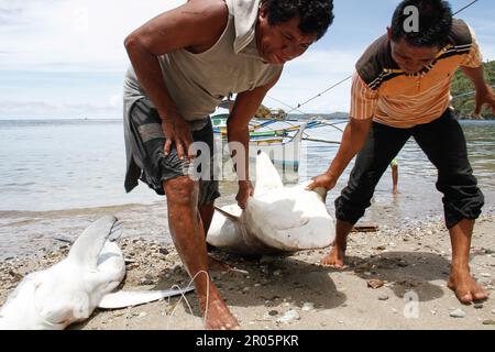 Fishermen on Batuwingkung Island, North Sulawesi, Indonesia are slicing shark fins and shark meat that they have just caught. Stock Photo