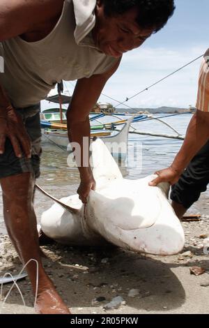 Fishermen on Batuwingkung Island, North Sulawesi, Indonesia are slicing shark fins and shark meat that they have just caught. Stock Photo