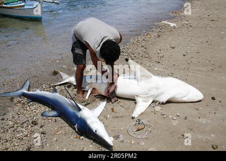 Fishermen on Batuwingkung Island, North Sulawesi, Indonesia are slicing shark fins and shark meat that they have just caught. Stock Photo