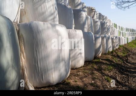 Many wrapped and stacked hay bales on the side of a country road in spring Stock Photo