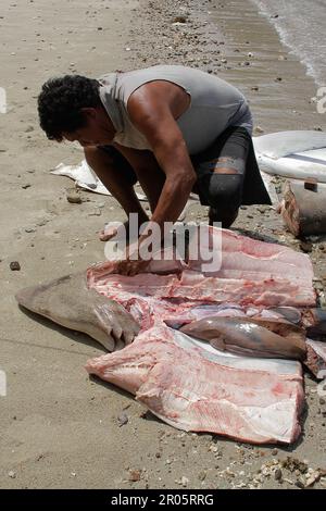 Fishermen on Batuwingkung Island, North Sulawesi, Indonesia are slicing shark fins and shark meat that they have just caught. Stock Photo