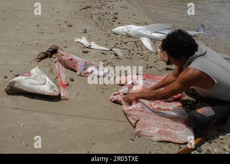 Fishermen on Batuwingkung Island, North Sulawesi, Indonesia are slicing shark fins and shark meat that they have just caught. Stock Photo