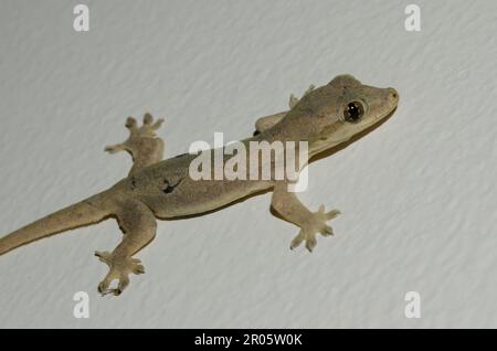 Flat-tailed House Gecko, Hemidactylus platyurus, Klungkung, Bali, Indonesia Stock Photo