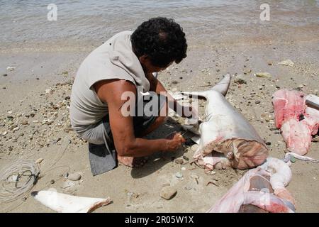 Fishermen on Batuwingkung Island, North Sulawesi, Indonesia are slicing shark fins and shark meat that they have just caught. Stock Photo