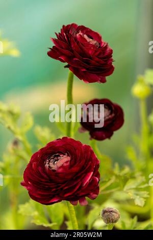 Wye Valley Flowers supplier of Rannunculus for the coronation of His Majesty King Charles. Stock Photo