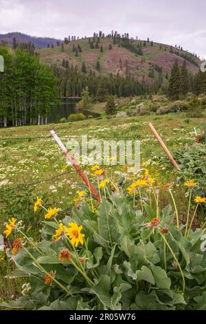 Yellow Arrowleaf Balsamroot flowers grow along a barbed wire fence, with a field of white flowers and Patterson Lake in the background. Stock Photo