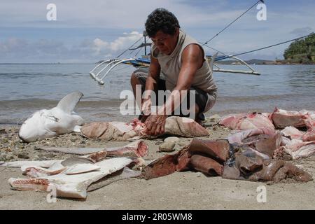 Fishermen on Batuwingkung Island, North Sulawesi, Indonesia are slicing shark fins and shark meat that they have just caught. Stock Photo