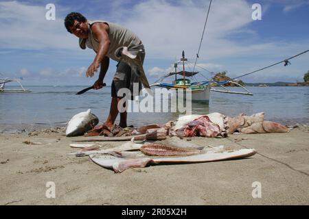 Fishermen on Batuwingkung Island, North Sulawesi, Indonesia are slicing shark fins and shark meat that they have just caught. Stock Photo