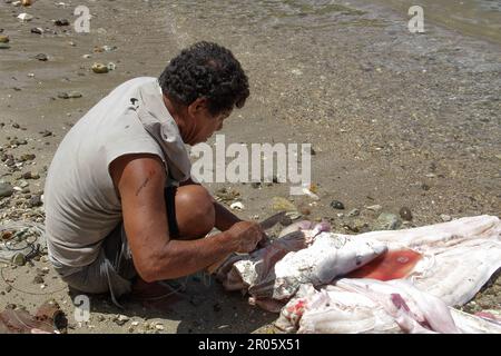 Fishermen on Batuwingkung Island, North Sulawesi, Indonesia are slicing shark fins and shark meat that they have just caught. Stock Photo