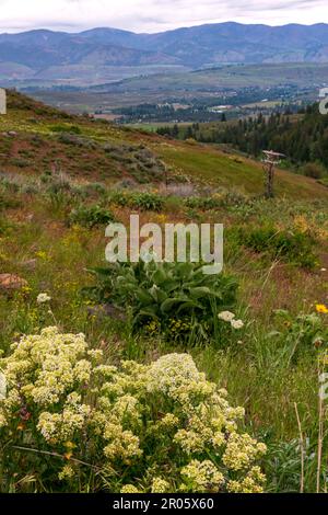 Wildflowers in spring cover a hillside above a valley in the foothills of the North Cascade mountains near Winthrop, Washington. Stock Photo
