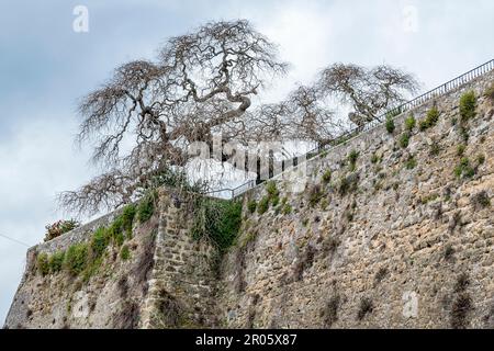 An old tree with many dry branches has a dangerously inclined trunk on the top of the Farnese fortress of Capodimonte, Viterbo, Italy Stock Photo