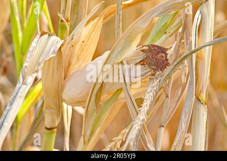 The corn harvest in the field is a vibrant sight, with golden ears ready for picking. Farmers gather the crop using machinery, ensuring a bountiful yi Stock Photo