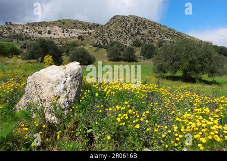field of yellow flowers and olive trees on the spring landscape of Sicily, Italy Stock Photo