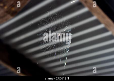 Spider and Spider Web Under a Roof Stock Photo