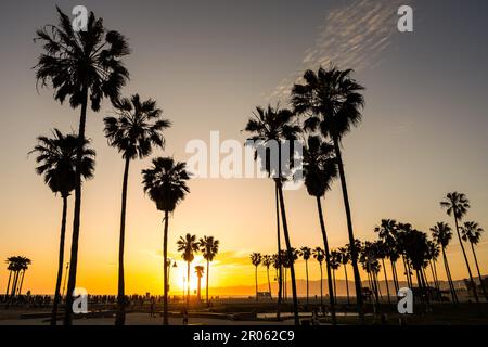 Backlit palm trees at sunset seen at Venice Beach, Los Angeles, USA Stock Photo