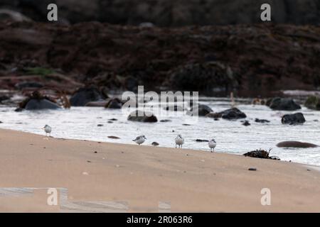 A scenic view of seagulls on a sandy beach against the sea in North Berwick, UK Stock Photo