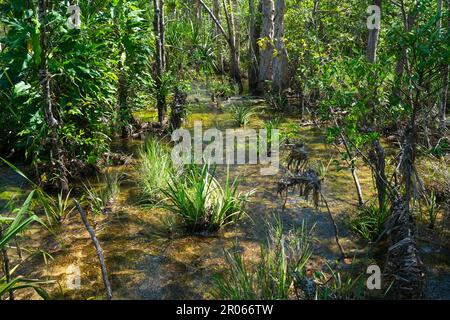 Stream of water flowing in the Australian bush in Litchfield National Park, Northern Territory Australia
