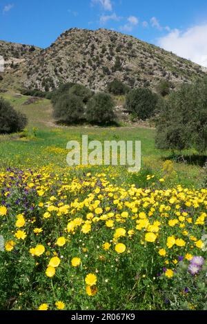 yellow flower field and olive trees on spring landscape of Sicily, Italy Stock Photo