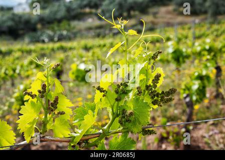 Young sprouts with bunches of Cannonau grapes. Close-up of the buds and bunches of grapes in the branches of a vineyard in Sardinia, Italy. Traditiona Stock Photo