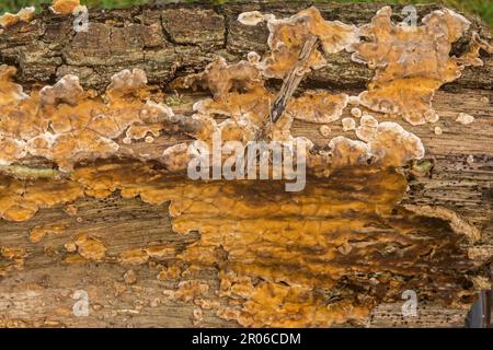 Fungus growth on old rotting wood Stock Photo