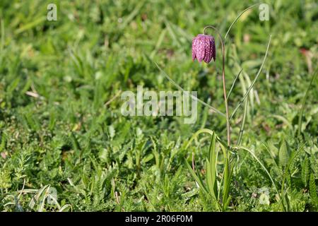 Snake's head fritillary Fritillaria meleagris, nodding pink purple bell shaped hanging flower with dark chequered markings from thin stem Stock Photo