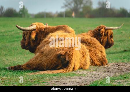 Highlander cows Laying down in the field of Wassenaar, The Netherlands. Stock Photo