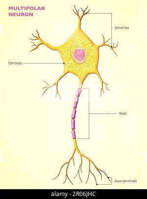 A multipolar neuron is a type of neuron that possesses a single axon and many dendrites, allowing for the integration of information from other neuron Stock Photo