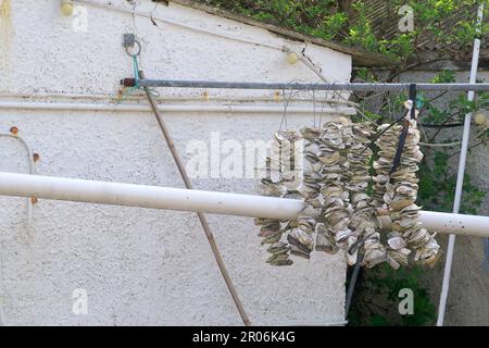 Strings of discarded Oyster sheels hanging against a Wall in Whitstable Stock Photo