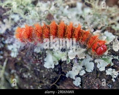 Macro photography of an orange caterpillar walking on a lichen and moss covered trunk in an oak forest near the town of Arcabuco in central Colombia. Stock Photo