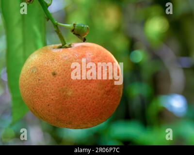 Macro photography of an almost ripe rangpur hanging from the tree, captured in a farm near the town of Arcabuco in central Colombia. Stock Photo