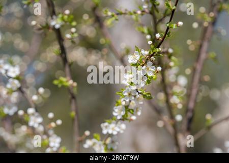White cherry blossom flowers on branch. Bokeh background. Selective focus. Stock Photo