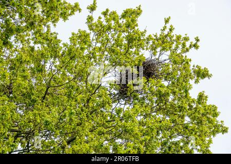 An oak tree in leaf with several rook nests Stock Photo - Alamy