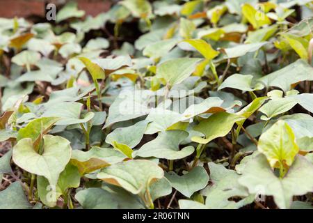 Houttuynia cordata, or fish mint, fish leaf, rainbow plant, chameleon plant, heart leaf, fish wort, or Chinese lizard tail, is one of two species in t Stock Photo