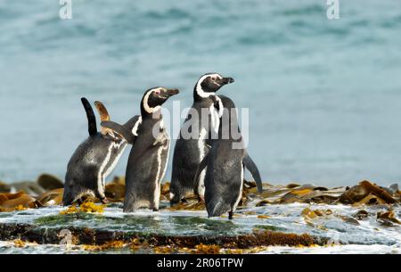 Group of Magellanic penguins on the beach in the Falkland Islands. Stock Photo