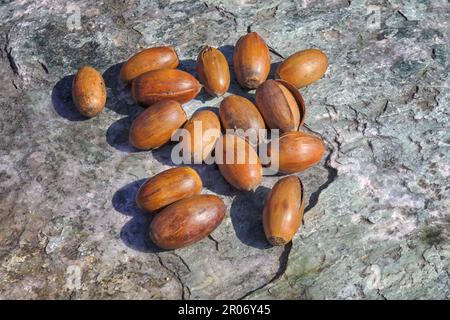 Dried acorns. A bunch of dry oak acorns on the background of a stone surface top view. Stock Photo