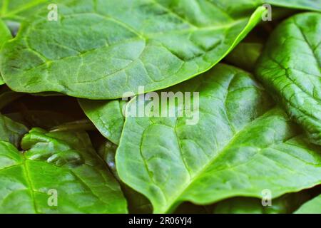 Fresh green spinach leaves close up as a food background. Stock Photo