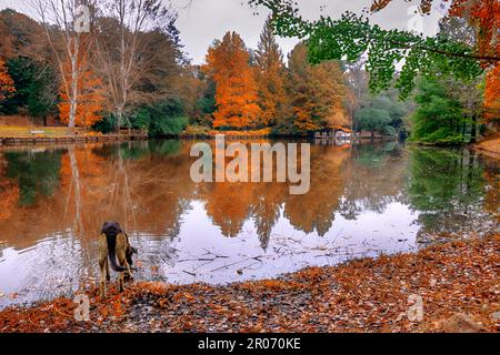 Dog drinking water from lake in autumn. Stock Photo