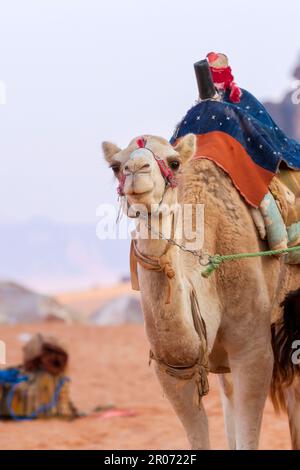 Camel with saddle standing in Jordan desert Wadi Rum, close-up portrait Stock Photo