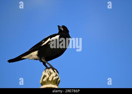 Male Australian magpie perched atop a monument, the bird's head slightly turned as it looks into the distance, with clear blue sky in the background Stock Photo