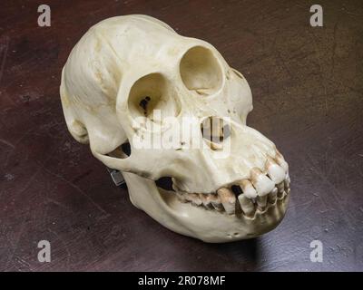 Close up detail of the teeth and jaws (a resin model) of a chimpanzee skull as used in a UK secondary school. Stock Photo