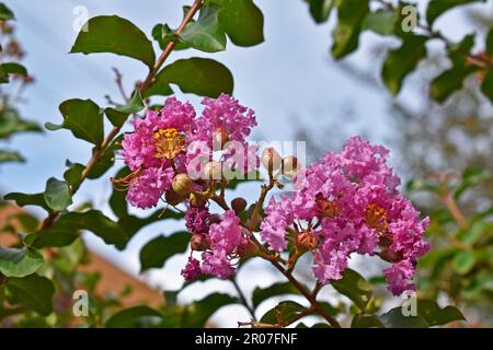 Crape myrtle flowers (Lagerstroemia indica) on tree Stock Photo