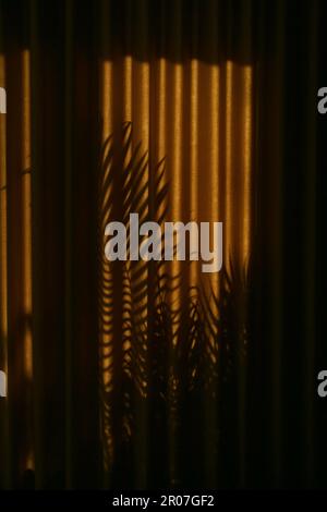 Palm tree shadows on drapes during golden hours Stock Photo